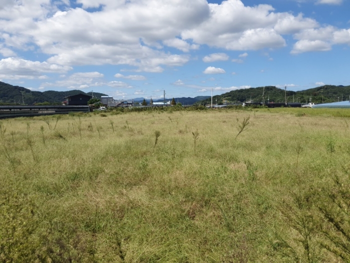 본건 토지 전경