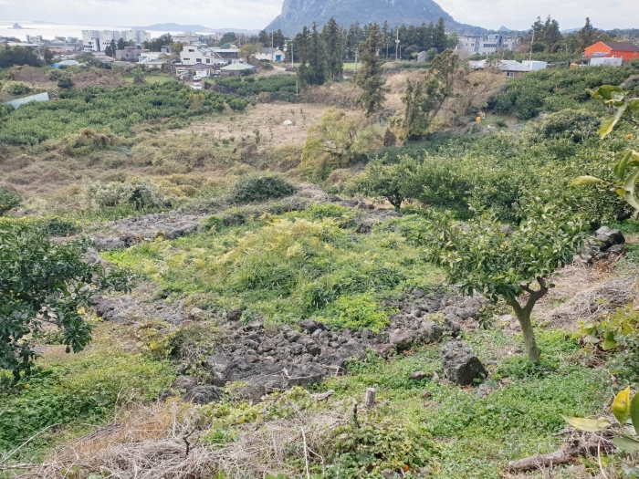 본건 기호(2) 지상 분묘 - 남서측 소재