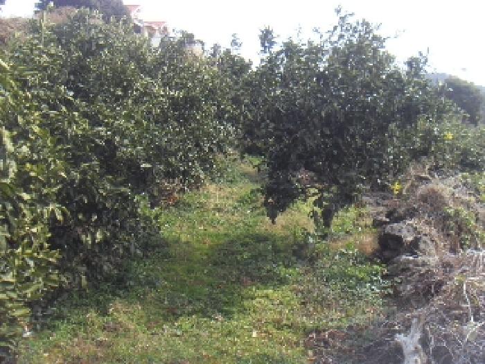 소재지1(화순리 1693) 전경 사진