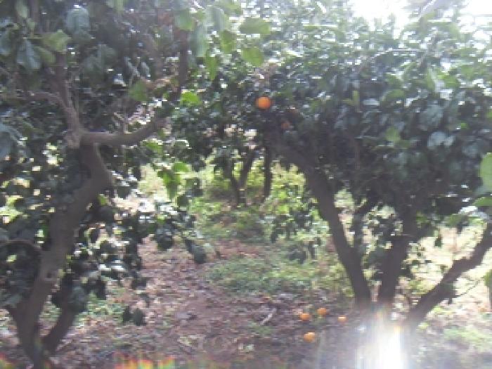 소재지1(화순리 1693) 전경 사진