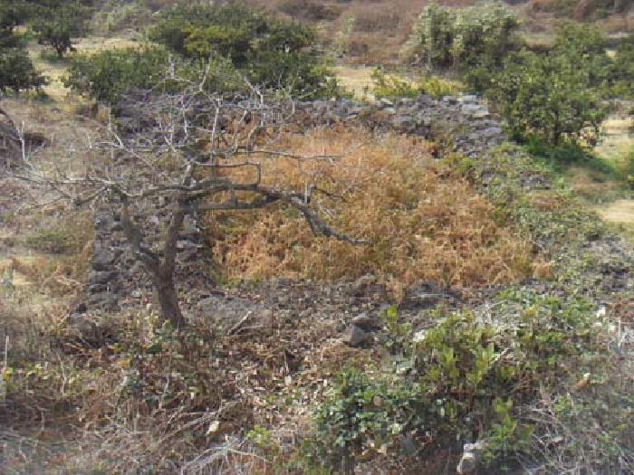 소재지2(화순리 1695-3) 지상 제시외 분묘 사진