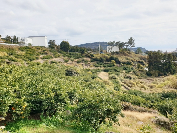 본건 기호(2) - 서측에서 바라본 전경