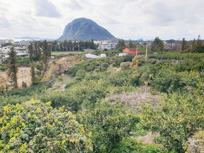 본건 기호(2) - 북측에서 바라본 서측 전경