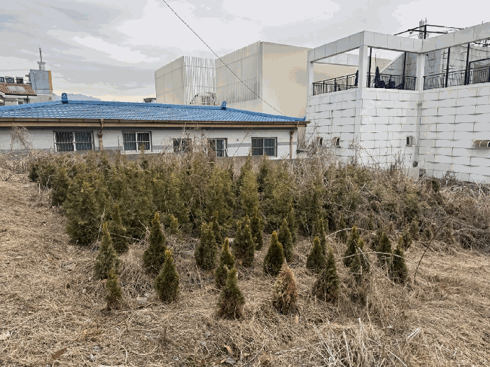 제시외 수목 ㉠