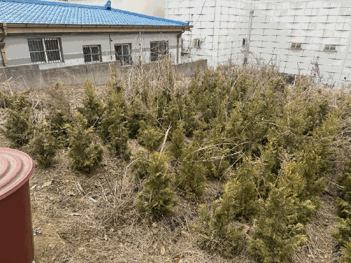 제시외 수목 ㉠