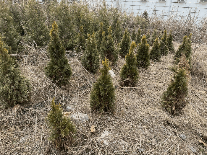 제시외 수목 ㉠