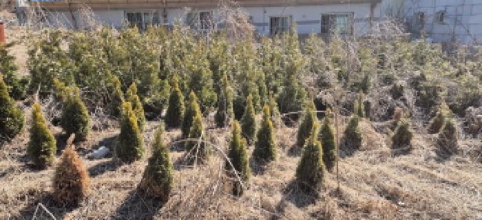토지전경도(목록1)(제시외 측백나무 묘목)