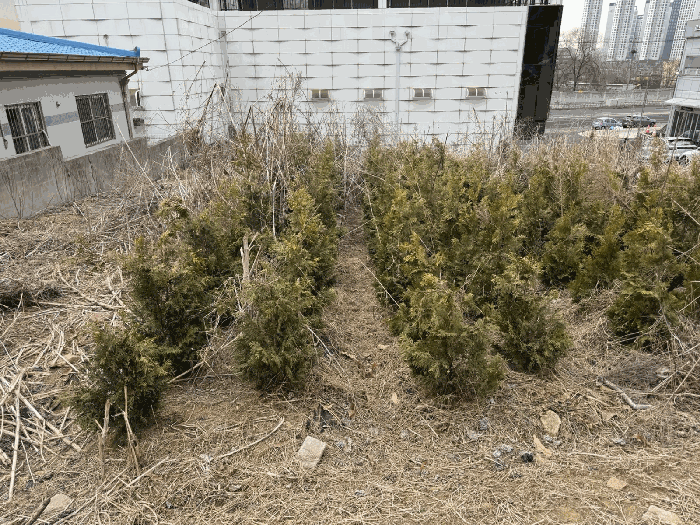 제시외 수목 ㉠