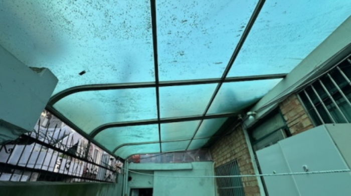 마당을 덮은 지