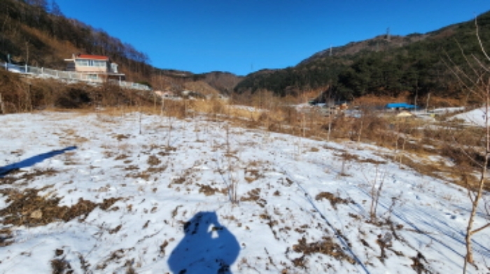 본건 1 전경 및 관상수