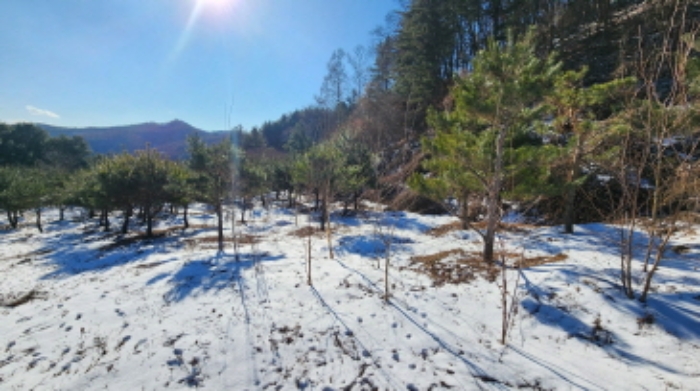 본건 1 전경 및 소나무