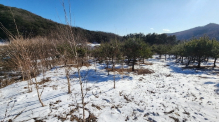 본건 2 전경 및 소나무, 관상수