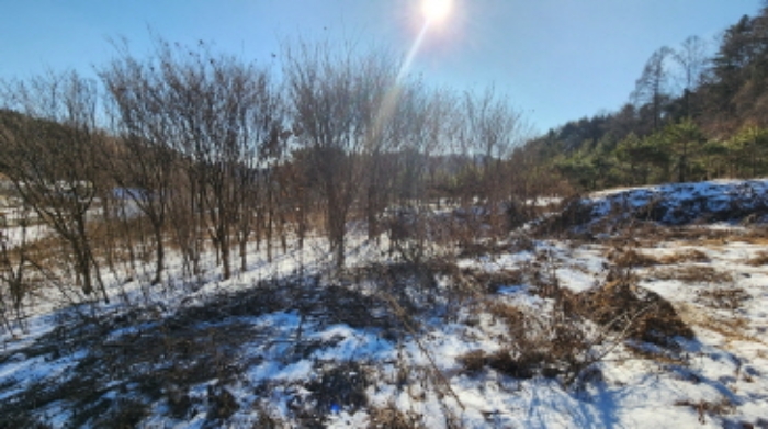 본건 2 전경 및 관상수