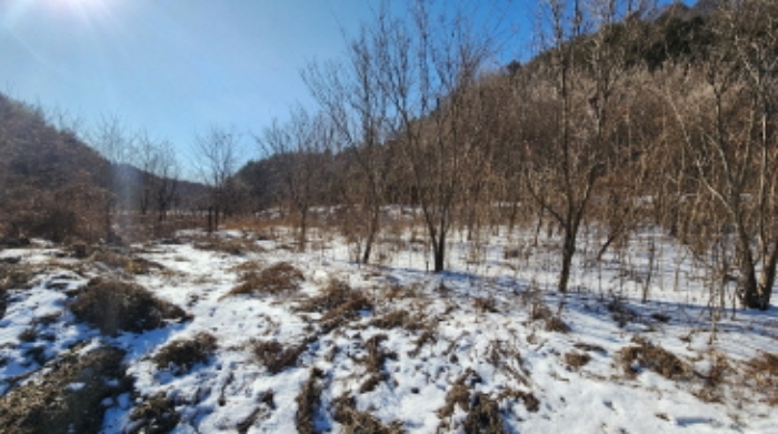 본건 2 전경 및 관상수