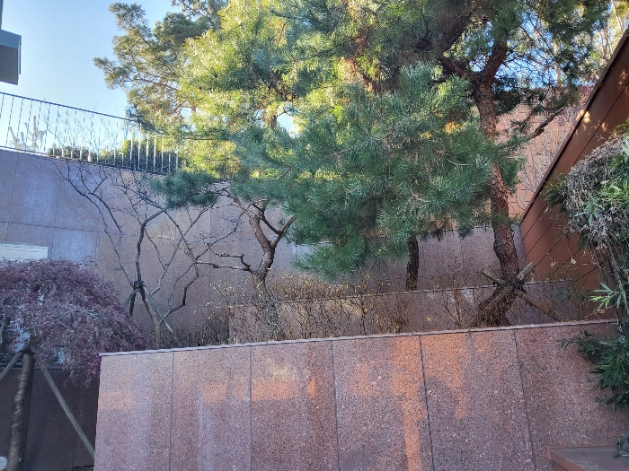 옹벽 및 조경수