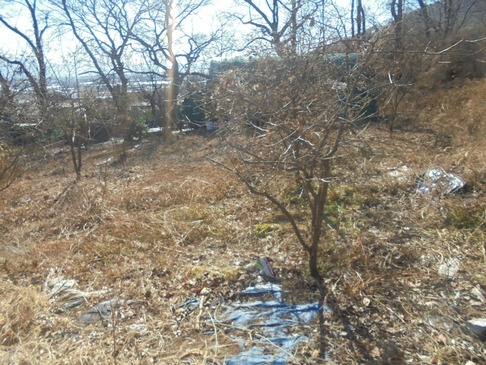 기호(3) 전경 및 제시외 수목(ㄹ)