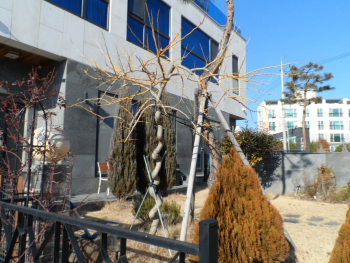 제시외 수목 ㄷ