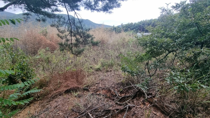[기호(1) 임야 남동측 하단부 전경]
