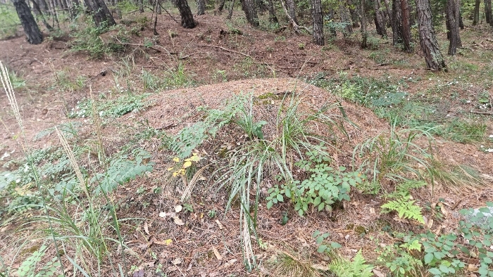 [분묘전경(기호(1) 소재)]