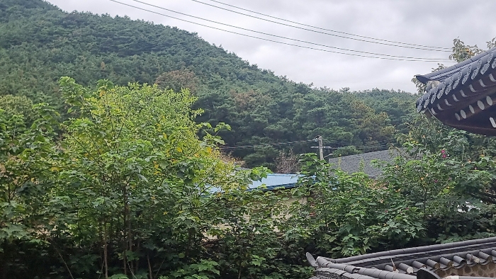 [본건 및 부근일대 임야전경(남서측에서 촬영)]