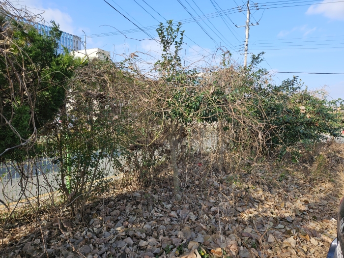 기호 1) 지상 위 수목