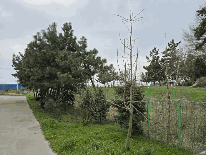 울타리, 조경수 전경