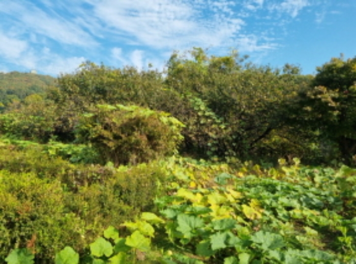 1목록 전경(경사면 잡목)