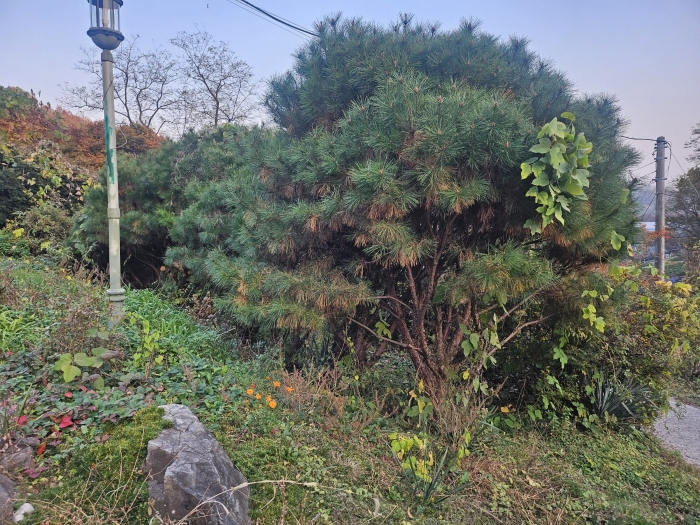 기호1(제시외수목)