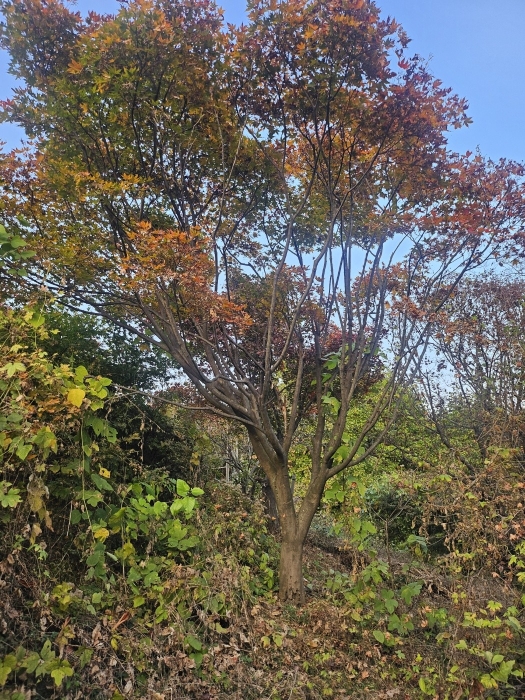 기호1(제시외수목)