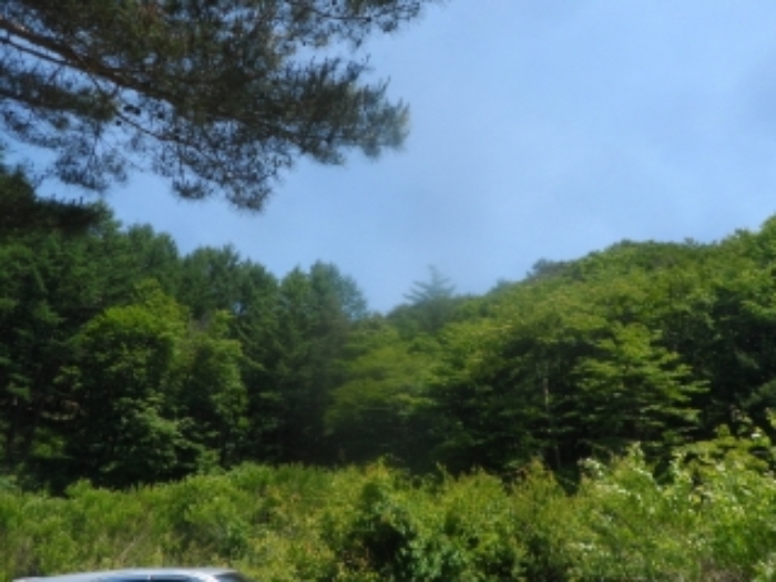 본건 근거리에서 촬영한 것임