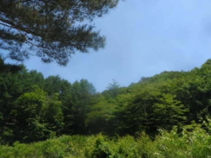 본건 근거리에서 촬영한 것임