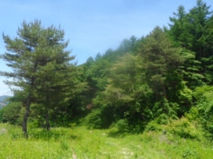 본건 근거리에서 촬영한 것임