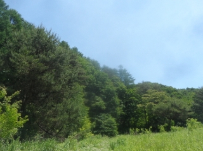 본건 근거리에서 촬영한 것임