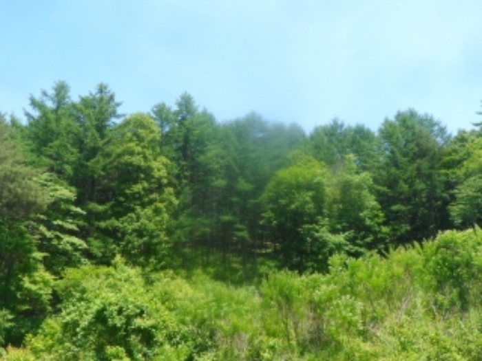 본건 근거리에서 촬영한 것임