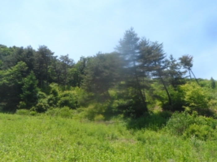 본건 근거리에서 촬영한 것임