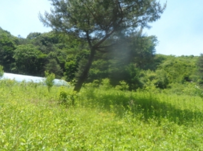 본건 근거리에서 촬영한 것임