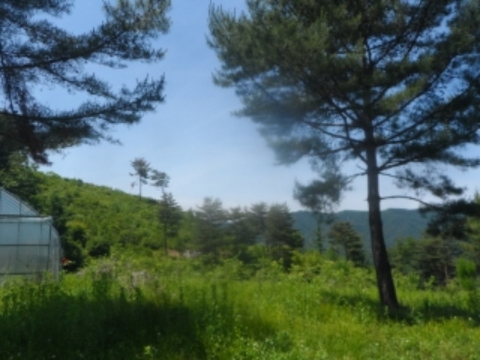 본건 근거리에서 촬영한 것임