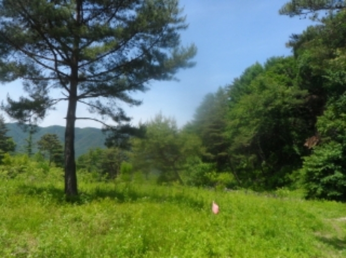 본건 근거리에서 촬영한 것임