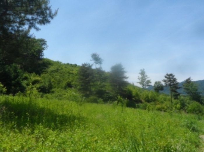 본건 근거리에서 촬영한 것임