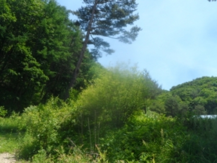 본건 근거리에서 촬영한 것임