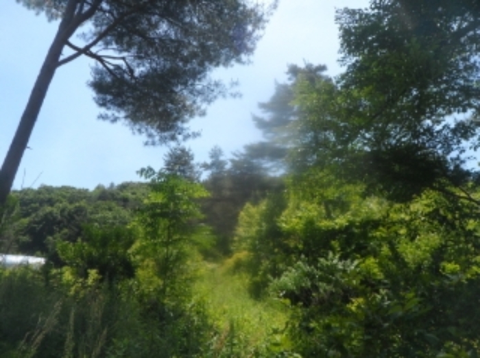 본건 근거리에서 촬영한 것임