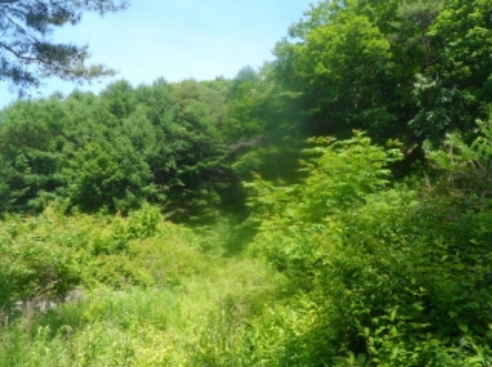 본건 근거리에서 촬영한 것임