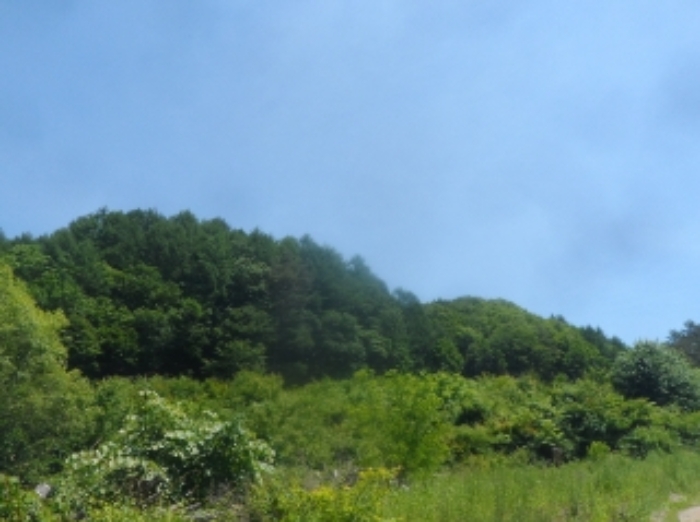 본건 근거리에서 촬영한 것임