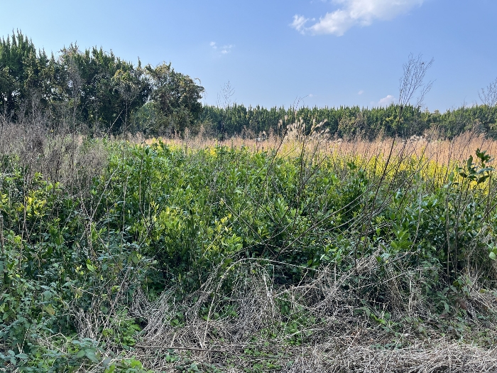 지상 감귤목 묘