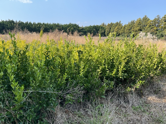 지상 감귤목 묘