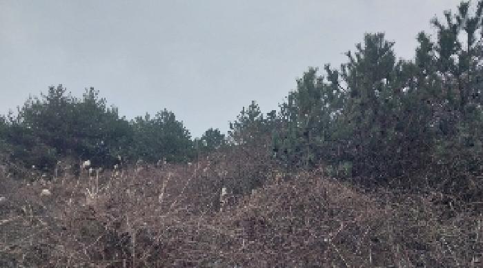 소재지3(덕천리 산63-5) 전경2