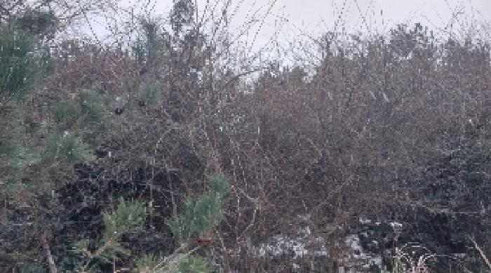 소재지4(덕천리 산63-6) 전경2