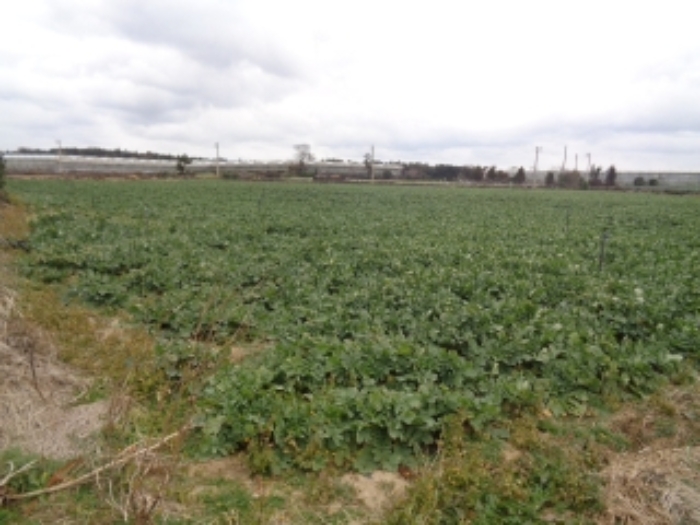 본건(신도리 33) 전경 사진