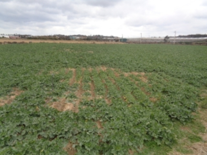 본건(신도리 33) 전경 사진