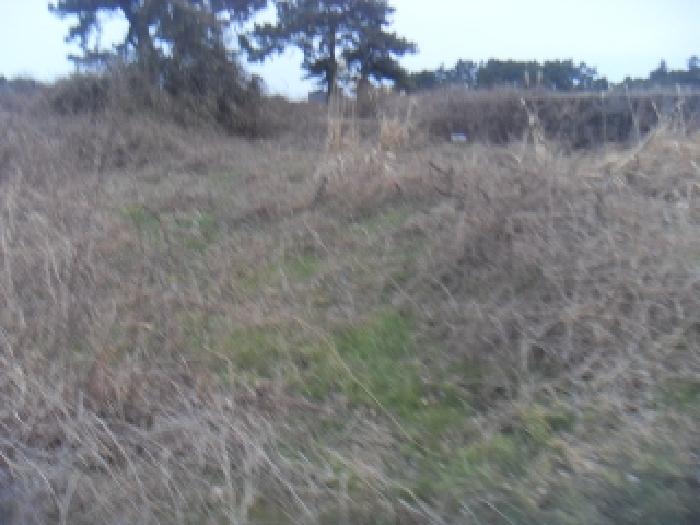 소재지1(옹포리 645) 전경 사진